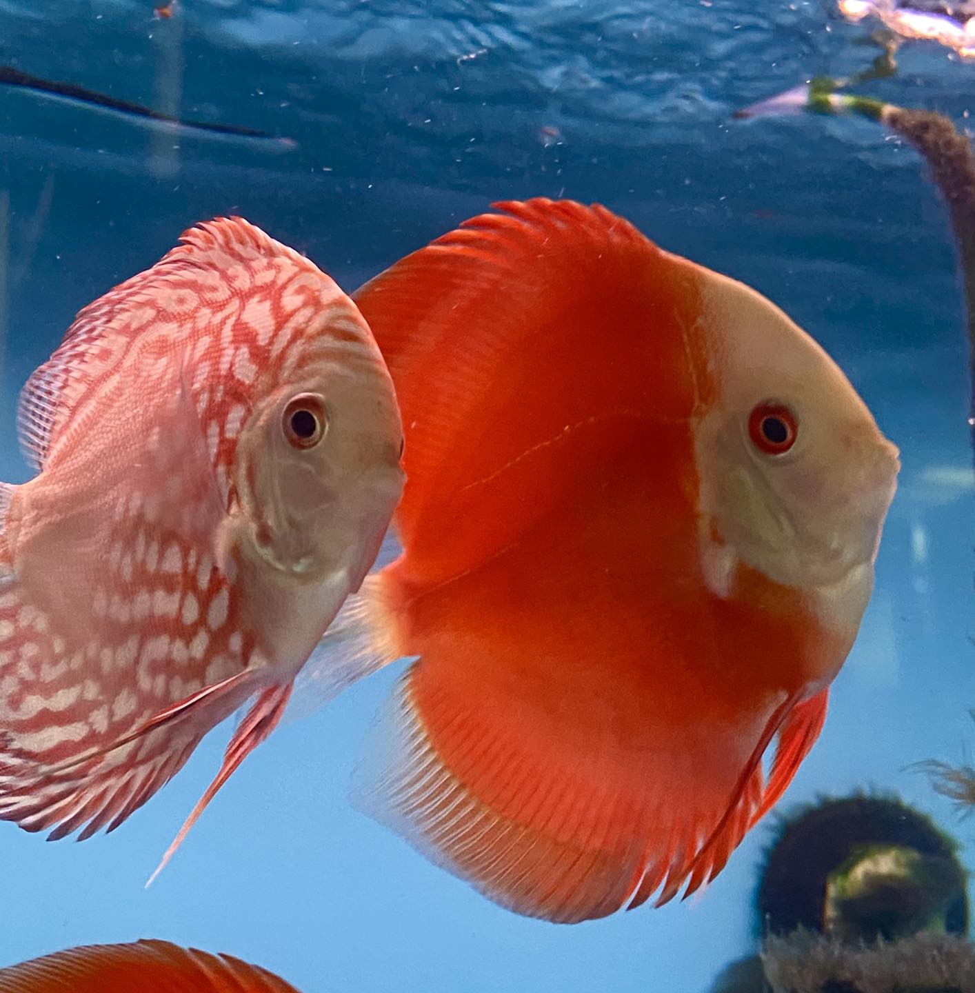 About Fish Aquarium Store featuring beautiful Blood Discus fish